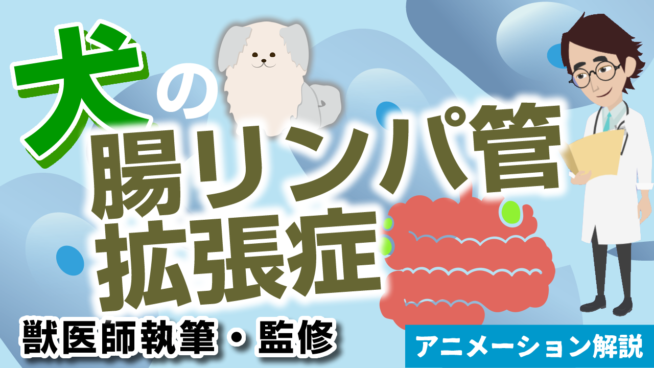 犬の腸リンパ管拡張症【獣医師執筆監修】症状から治療方法