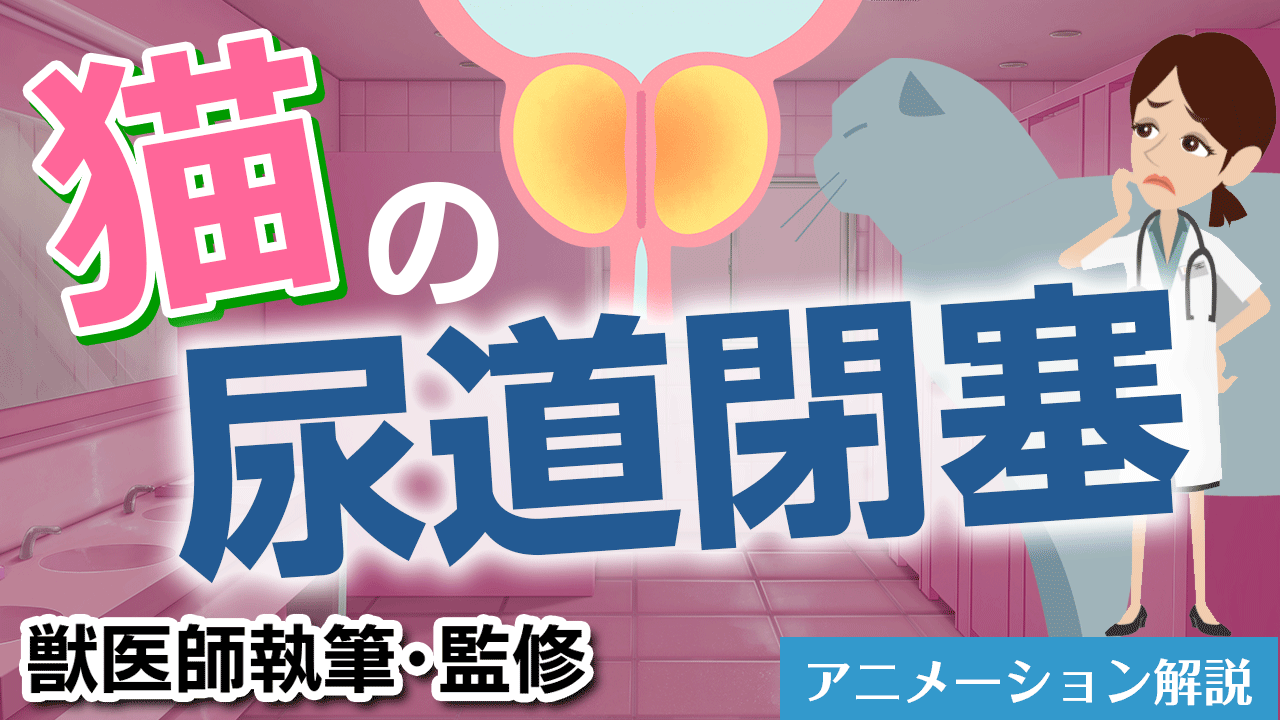 猫の尿道閉塞【獣医師執筆監修】症状から治療方法