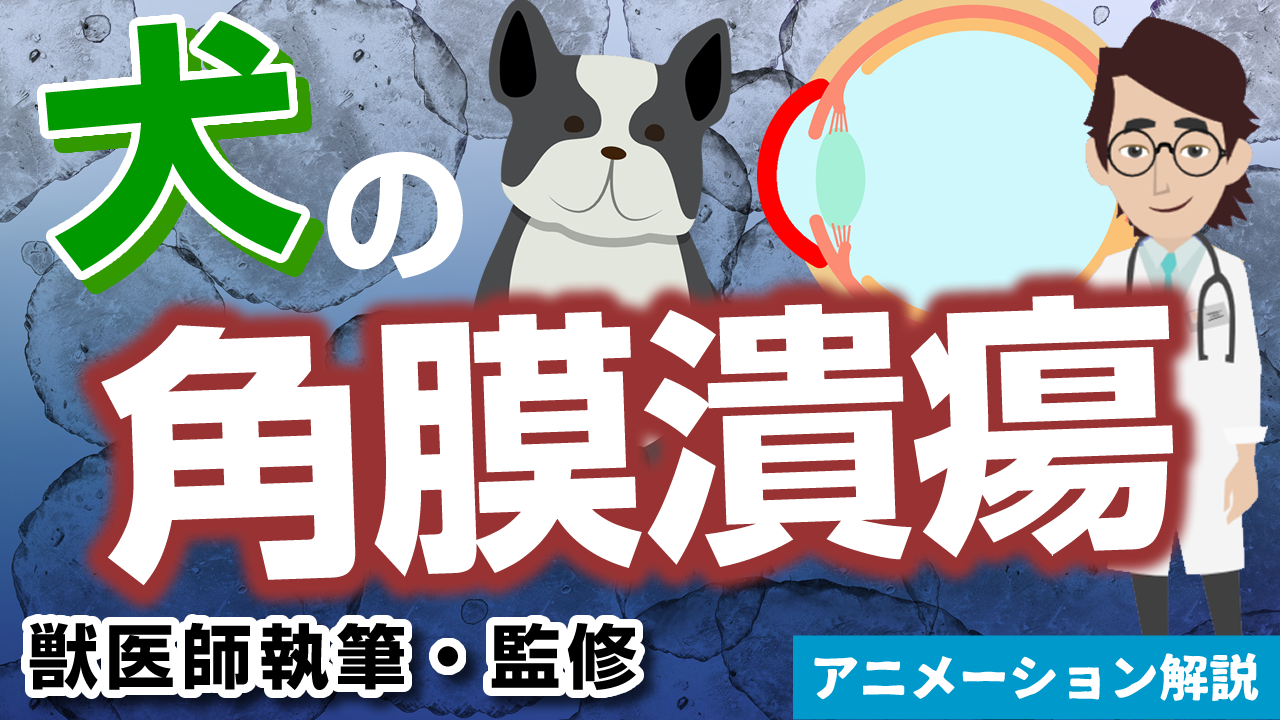 犬の角膜潰瘍【獣医師執筆監修】症状から治療方法