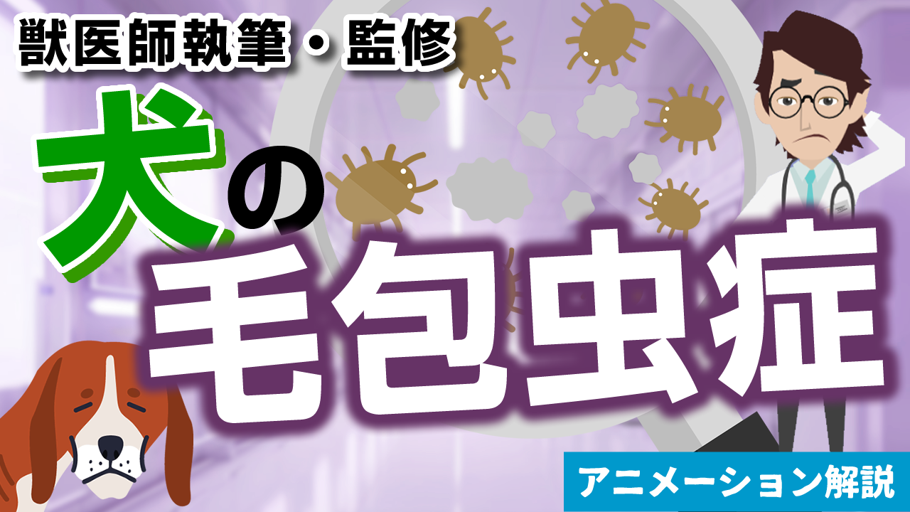 犬の毛包虫症【獣医師執筆監修】症状から治療方法