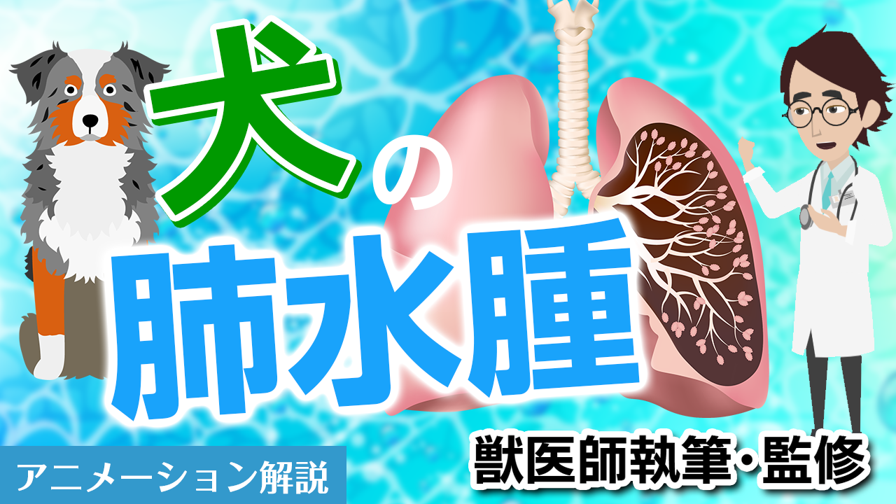 犬の肺水腫【獣医師執筆監修】症状から治療方法