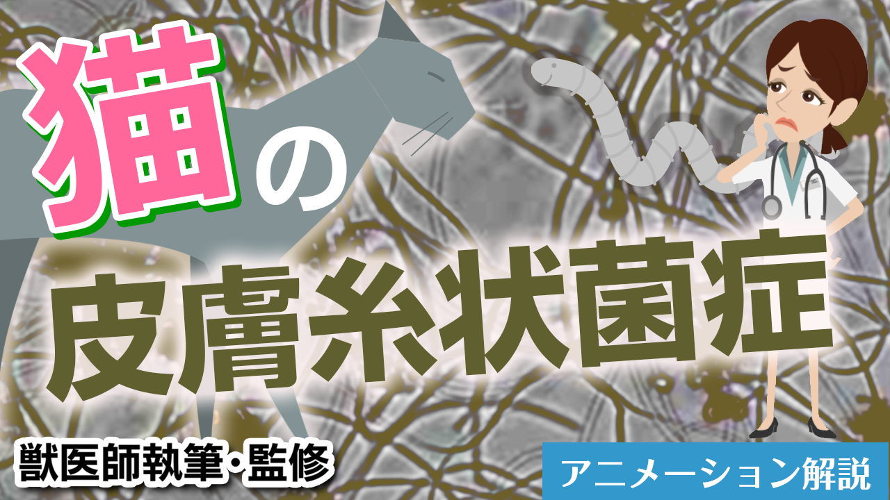 猫の皮膚糸状菌症【獣医師執筆監修】症状から治療方法