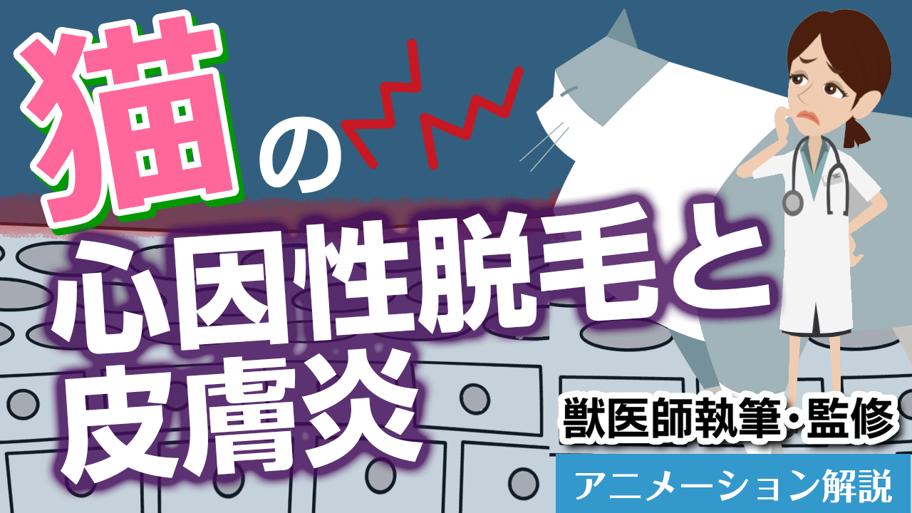 猫の心因性脱毛と皮膚炎【獣医師執筆監修】症状から治療方法