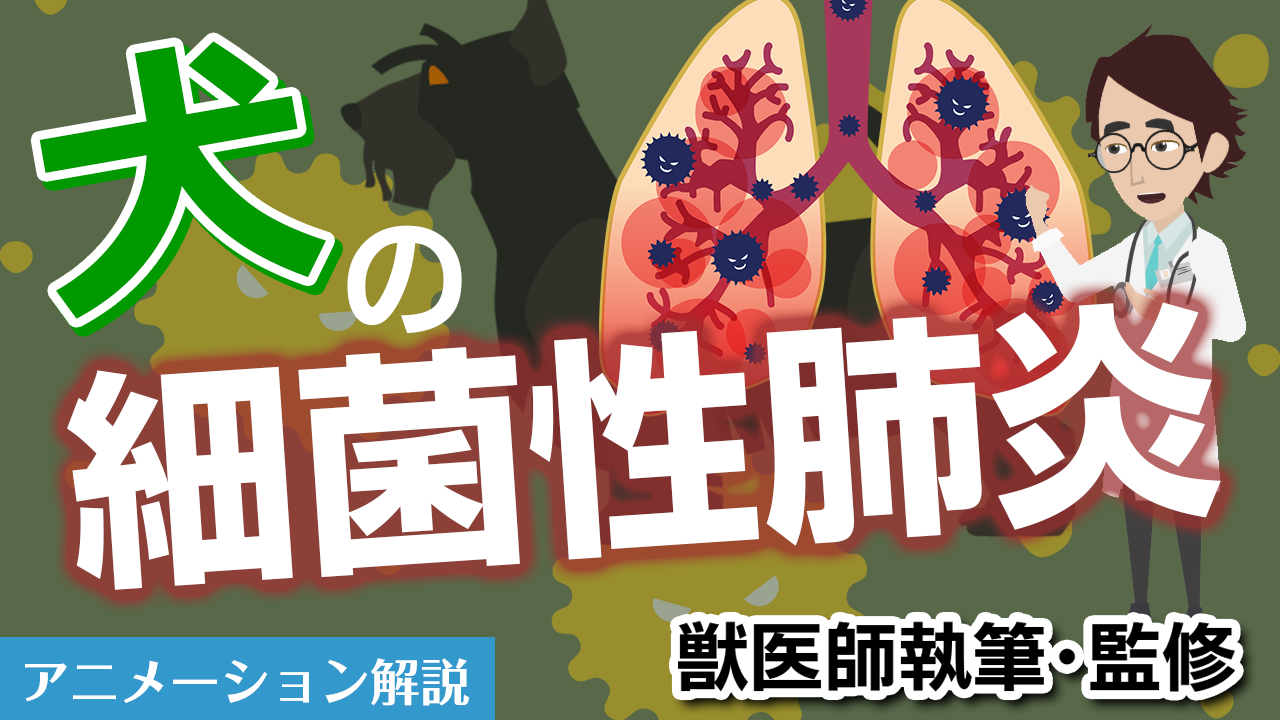 犬の細菌性肺炎【獣医師執筆監修】症状から治療方法