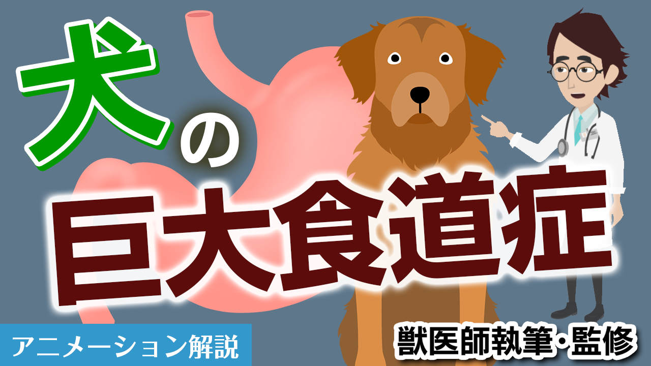 犬の巨大食道症【獣医師執筆監修】症状から治療方法