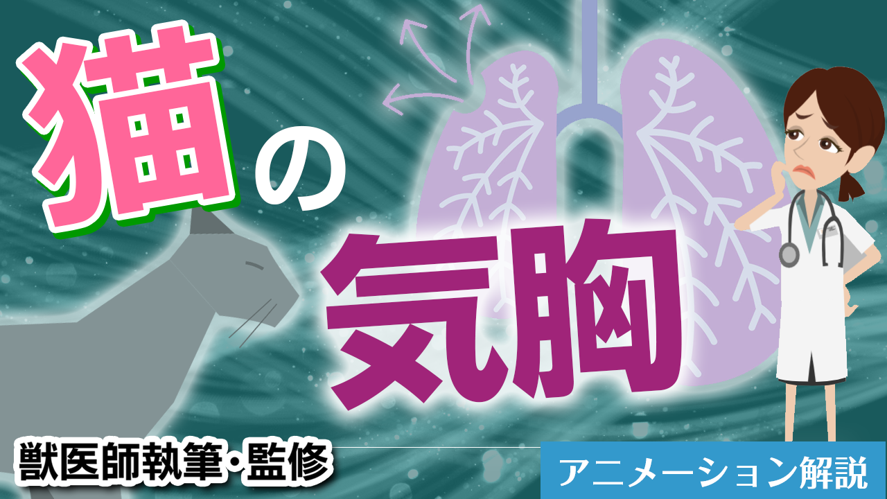 猫の気胸【獣医師執筆監修】症状から治療方法