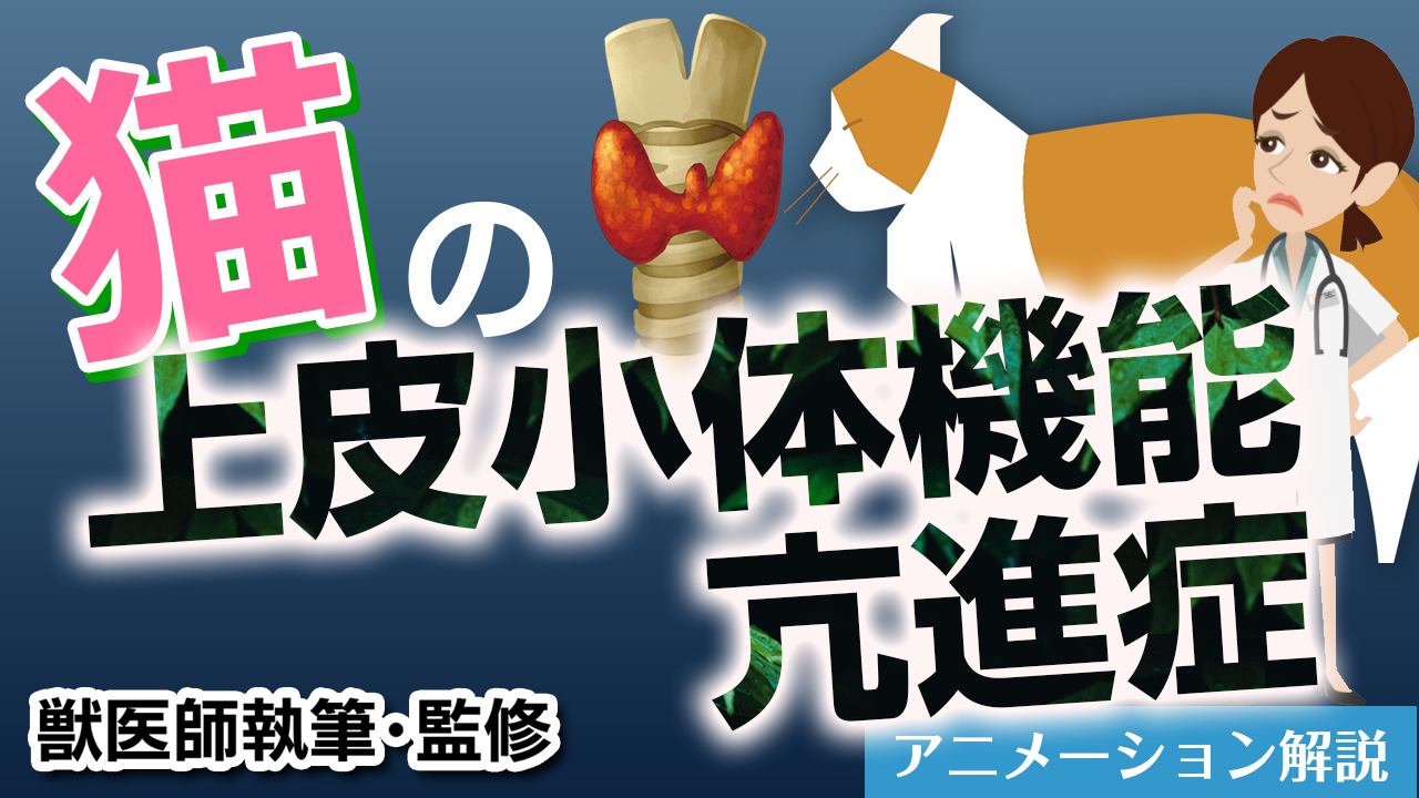 猫の上皮小体機能亢進症【獣医師執筆監修】症状から治療方法