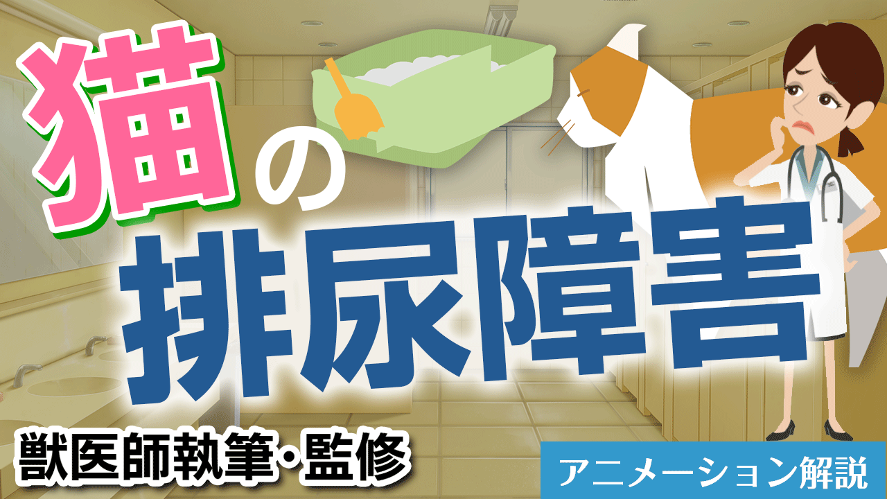 猫の排尿障害【獣医師執筆監修】症状から治療方法