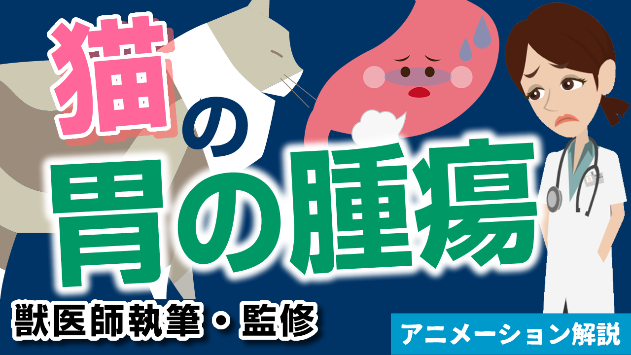 猫の胃の腫瘍【獣医師執筆監修】症状から治療方法