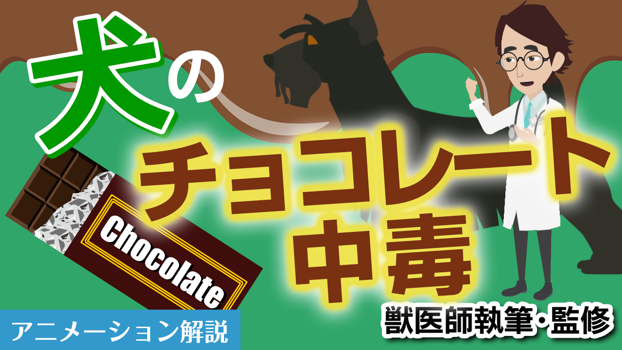 犬のチョコレート中毒【獣医師執筆監修】症状から治療方法