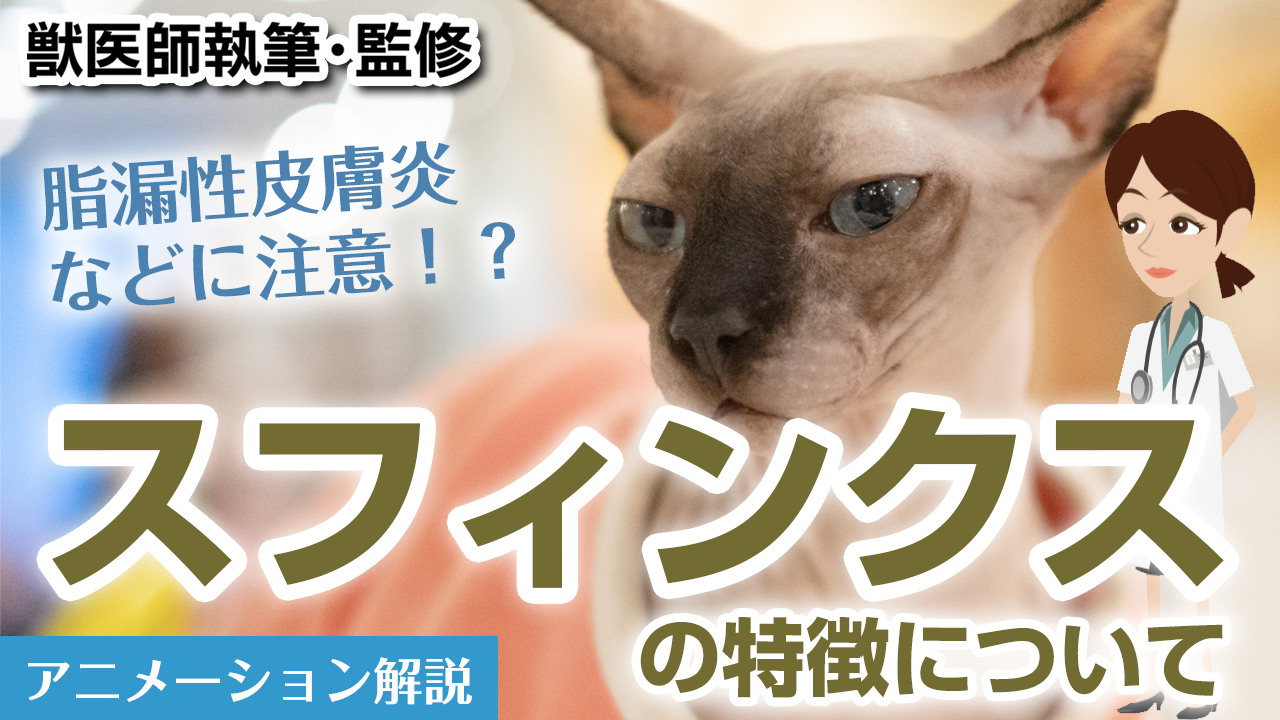 スフィンクスについて【獣医師執筆監修】